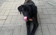 NISHA, Hund, Mischlingshund in Neckargemünd - Bild 4