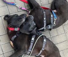 NISHA, Hund, Mischlingshund in Neckargemünd - Bild 5