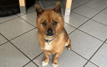 JAYJAY, Hund, Mischlingshund in Düren - Bild 1