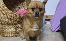 JAYJAY, Hund, Mischlingshund in Düren - Bild 2