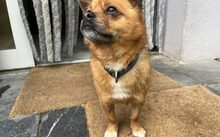 JAYJAY, Hund, Mischlingshund in Düren - Bild 5