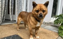 JAYJAY, Hund, Mischlingshund in Düren - Bild 6