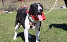 GRACE, Hund, Großer-Mix in Zeulenroda-Triebes - Bild 1