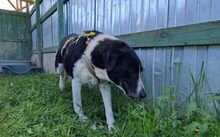 GRACE, Hund, Großer-Mix in Zeulenroda-Triebes - Bild 2