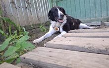 GRACE, Hund, Großer-Mix in Zeulenroda-Triebes - Bild 3