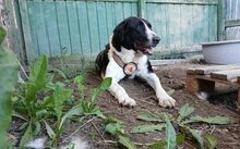 GRACE, Hund, Großer-Mix in Zeulenroda-Triebes - Bild 4