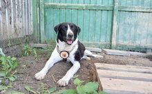 GRACE, Hund, Großer-Mix in Zeulenroda-Triebes - Bild 5