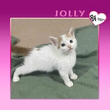 JOLLY, Katze, Hauskatze in Bulgarien - Bild 1