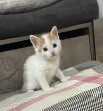 JOLLY, Katze, Hauskatze in Bulgarien - Bild 2