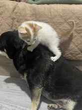 JOLLY, Katze, Hauskatze in Bulgarien - Bild 4