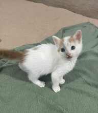 JOLLY, Katze, Hauskatze in Bulgarien - Bild 5