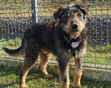 PERNOD, Hund, Mischlingshund in Harsewinkel - Bild 1