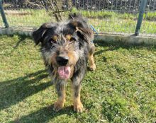 PERNOD, Hund, Mischlingshund in Harsewinkel - Bild 2
