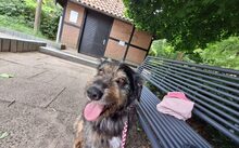 PERNOD, Hund, Mischlingshund in Harsewinkel - Bild 3