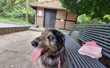 PERNOD, Hund, Mischlingshund in Harsewinkel - Bild 4