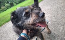 PERNOD, Hund, Mischlingshund in Harsewinkel - Bild 6