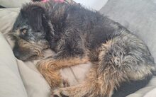 PERNOD, Hund, Mischlingshund in Harsewinkel - Bild 7