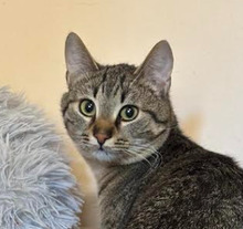 TIGER, Katze, Europäisch Kurzhaar in Bulgarien - Bild 1