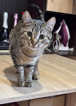 TIGER, Katze, Europäisch Kurzhaar in Bulgarien - Bild 3