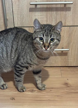 TIGER, Katze, Europäisch Kurzhaar in Bulgarien - Bild 4
