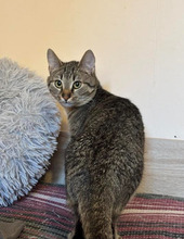 TIGER, Katze, Europäisch Kurzhaar in Bulgarien - Bild 5