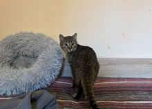TIGER, Katze, Europäisch Kurzhaar in Bulgarien - Bild 6