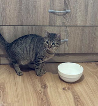 TIGER, Katze, Europäisch Kurzhaar in Bulgarien - Bild 8