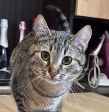 TIGER, Katze, Europäisch Kurzhaar in Bulgarien - Bild 9