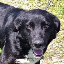 NERO, Hund, Mischlingshund in Rumänien - Bild 1