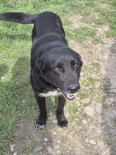 NERO, Hund, Mischlingshund in Rumänien - Bild 10