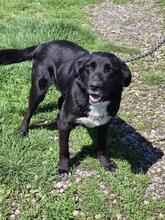 NERO, Hund, Mischlingshund in Rumänien - Bild 2