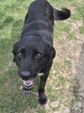 NERO, Hund, Mischlingshund in Rumänien - Bild 4