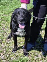 NERO, Hund, Mischlingshund in Rumänien - Bild 5