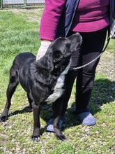 NERO, Hund, Mischlingshund in Rumänien - Bild 6