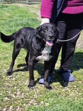 NERO, Hund, Mischlingshund in Rumänien - Bild 7