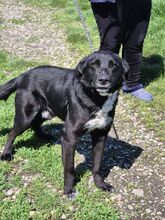 NERO, Hund, Mischlingshund in Rumänien - Bild 9