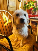 CLEO, Hund, Malteser in Rumänien - Bild 1