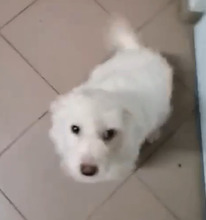 CLEO, Hund, Malteser in Rumänien - Bild 10