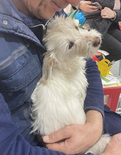 CLEO, Hund, Malteser in Rumänien - Bild 2