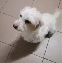 CLEO, Hund, Malteser in Rumänien - Bild 3