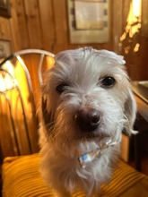 CLEO, Hund, Malteser in Rumänien - Bild 4