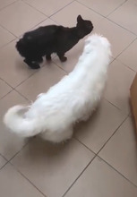 CLEO, Hund, Malteser in Rumänien - Bild 5