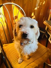 CLEO, Hund, Malteser in Rumänien - Bild 7