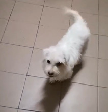 CLEO, Hund, Malteser in Rumänien - Bild 8