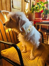 CLEO, Hund, Malteser in Rumänien - Bild 9
