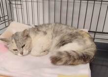 MAI, Katze, EKH-Mix in Baarz - Bild 1