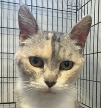 MAI, Katze, EKH-Mix in Baarz - Bild 2