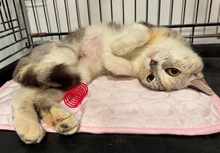 MAI, Katze, EKH-Mix in Baarz - Bild 3