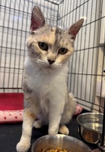 MAI, Katze, EKH-Mix in Baarz - Bild 4