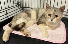 MAI, Katze, EKH-Mix in Baarz - Bild 5